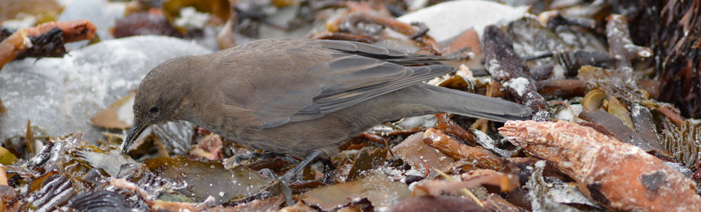 TUSSAC BIRD Cinclodes antarcticus antarcticus